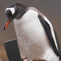 Penguin + Phone (1)